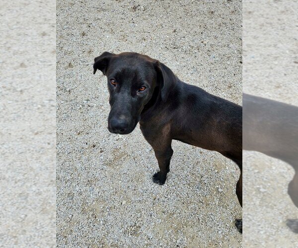 Medium Photo #15 Bloodhound-German Shepherd Dog Mix Puppy For Sale in Bolivar, MO, USA