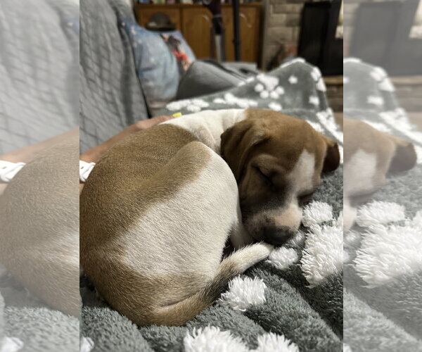 Medium Photo #4 Mutt Puppy For Sale in Ball Ground, GA, USA