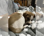 Small #3 Mutt