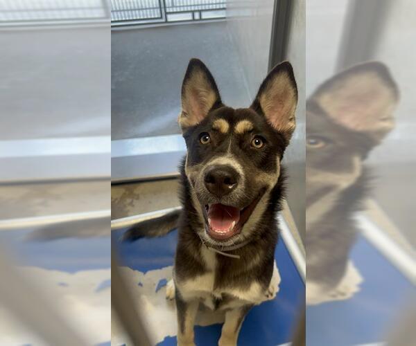 Medium Photo #1 Siberian Husky Puppy For Sale in Downey, CA, USA