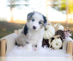 Sage - Male Border Collie Puppy for Sale - Photo #3