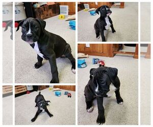 Boxer Puppy for sale in NEWTON, IA, USA
