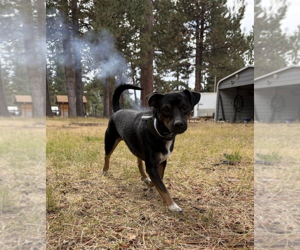 Medium Photo #3 Mutt Puppy For Sale in Davis, CA, USA