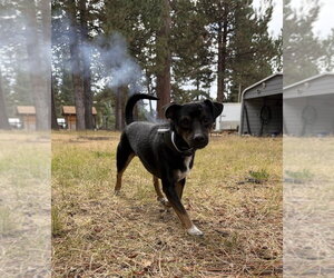 Patches - Male Mutt Dog for Adoption - Photo #3