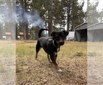 Small Photo #3 Mutt Puppy For Sale in Davis, CA, USA