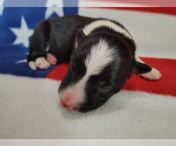 Medium Photo #27 Border Collie Puppy For Sale in NORBORNE, MO, USA