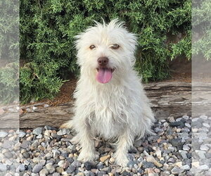 Norfolk Terrier-Poodle (Toy) Mix Dogs for adoption in Albuquerque, NM, USA
