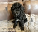 Puppy 4 Goldendoodle (Miniature)