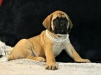 Small Photo #6 Mastiff Puppy For Sale in SUGARCREEK, OH, USA