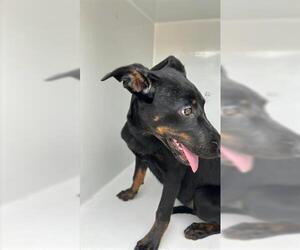 Doberman Pinscher-Unknown Mix Dogs for adoption in Houston, TX, USA