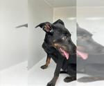 Small Doberman Pinscher Mix