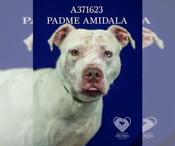 Medium Photo #2 Mutt Puppy For Sale in Stockton, CA, USA