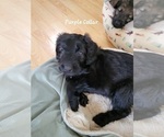 Puppy 6 Aussiedoodle Miniature -German Shepherd Dog Mix