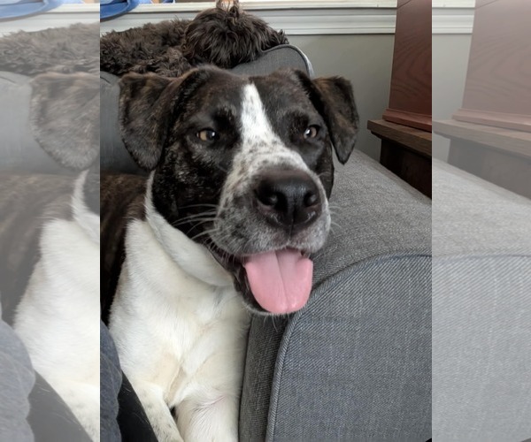 Medium Photo #4 American Pit Bull Terrier-Saint Bernard Mix Puppy For Sale in Germantown, OH, USA