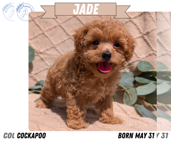 Medium Photo #24 Cockapoo Puppy For Sale in GOSHEN, IN, USA