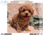 Small Photo #24 Cockapoo Puppy For Sale in GOSHEN, IN, USA