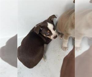 Labrador Retriever-Unknown Mix Dogs for adoption in Houston, TX, USA