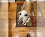 Kacey - Female American Foxhound Dog for Adoption - Small photo