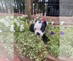 Small #9 Boston Terrier
