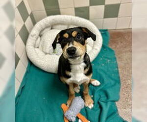 Australian Shepherd Dogs for adoption in Salinas, CA, USA