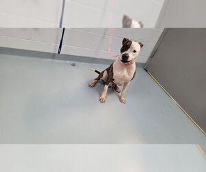 Medium American Pit Bull Terrier