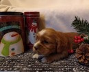 Small Photo #5 Cocker Spaniel Puppy For Sale in MCVEYTOWN, PA, USA