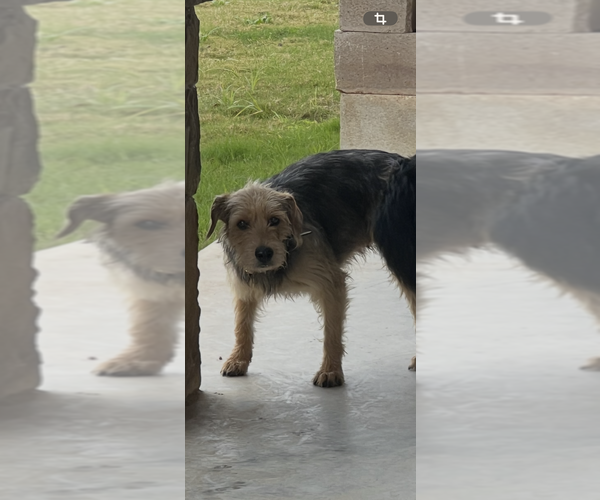 Medium Photo #1 Border Collie-Border Terrier Mix Puppy For Sale in LINCOLN, TX, USA