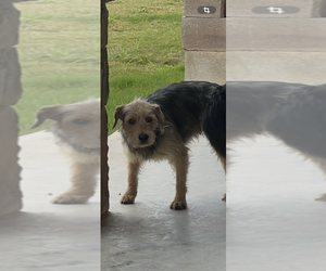 Father of the Border Collie-Border Terrier Mix puppies born on 03/08/2026