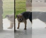 Small Photo #1 Border Collie-Border Terrier Mix Puppy For Sale in LINCOLN, TX, USA