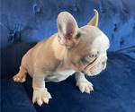 Small Photo #19 French Bulldog Puppy For Sale in FORT LAUDERDALE, FL, USA