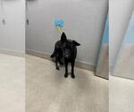 Small German Shepherd Dog Mix