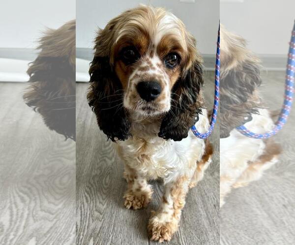 Medium Photo #2 Cocker Spaniel Puppy For Sale in Westminster, MD, USA