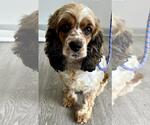 Small #1 Cocker Spaniel