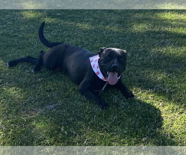 Medium Photo #1 Staffordshire Bull Terrier-Unknown Mix Puppy For Sale in La Verne, CA, USA