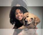 Small #3 Golden Retriever
