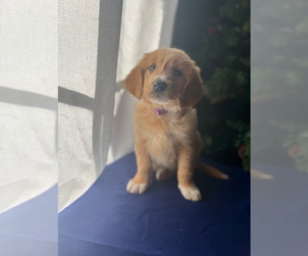 Medium Photo #2 Golden Retriever Puppy For Sale in SAN FERNANDO, CA, USA