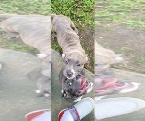 American Bulldog Puppy for sale in WHITE OAK, PA, USA