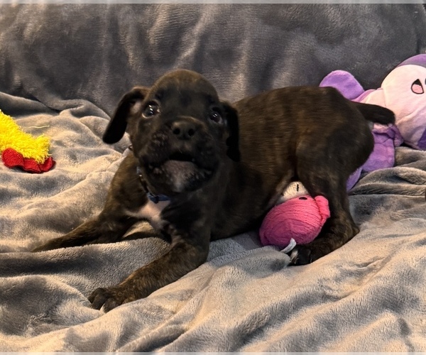 Medium Photo #2 Boxer Puppy For Sale in LANSING, MI, USA