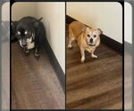 Small #4 Chihuahua Mix