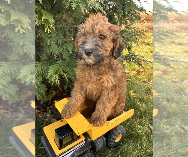 Medium Photo #3 Mini Whoodle (Wheaten Terrier/Miniature Poodle) Puppy For Sale in MIDDLEBURY, IN, USA