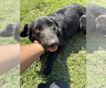 Small German Shepherd Dog Mix