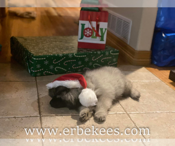 Medium Photo #78 Keeshond Puppy For Sale in FAYETTEVILLE, TN, USA