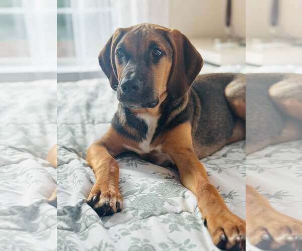 Medium Photo #2 Mutt Puppy For Sale in Greenville, SC, USA