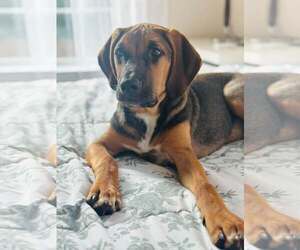 Timmy - Male Mutt Dog for Adoption - Photo #2