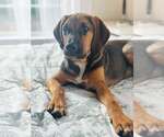 Small Photo #2 Mutt Puppy For Sale in Greenville, SC, USA