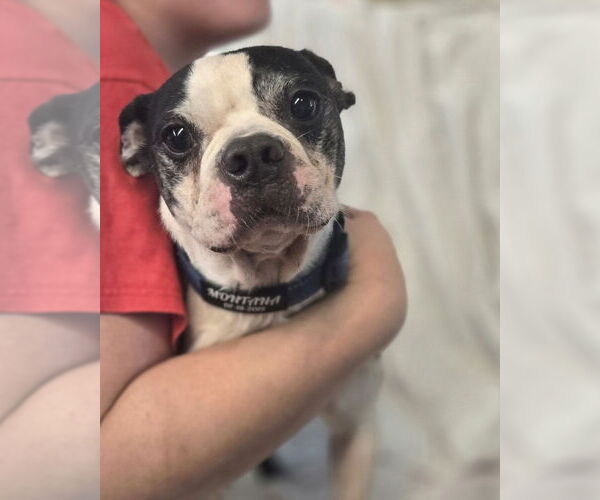 Medium Photo #3 Boston Terrier Puppy For Sale in Foristell, MO, USA