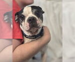 Small Photo #3 Boston Terrier Puppy For Sale in Foristell, MO, USA