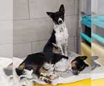 Small #9 Border Collie Mix