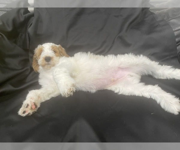 Medium Photo #5 Goldendoodle Puppy For Sale in PHILA, PA, USA