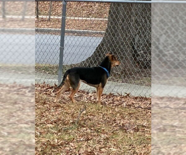 Medium Photo #6 German Shepherd Dog-Unknown Mix Puppy For Sale in Greenbelt, MD, USA